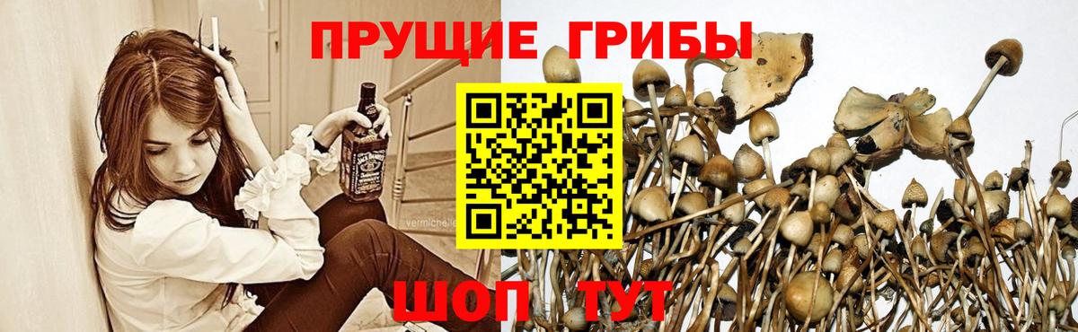купить наркотик  Вход с VPN  Осинники  Псилоцибиновые грибы прущие грибы  Галлюциногенные грибы мицелий 